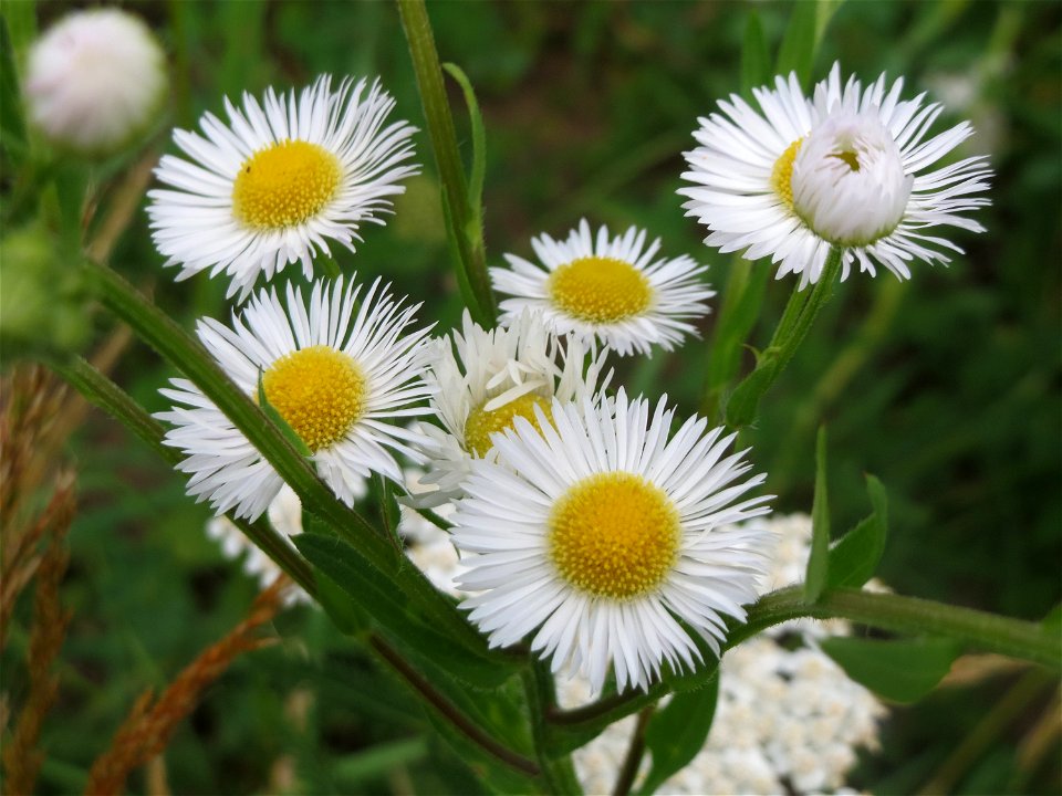 Feinstrahl oder Einjähriges Berufkraut (Erigeron annuus) auf einer Wiese zum Schutz der Haubenlerche am Stadtrand von Hockenheim