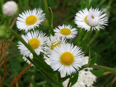 Feinstrahl oder Einjähriges Berufkraut (Erigeron annuus) auf einer Wiese zum Schutz der Haubenlerche am Stadtrand von Hockenheim