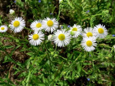Feinstrahl oder Einjähriges Berufkraut (Erigeron annuus) auf einer Brachfläche zum Schutz der Haubenlerche beim Dänischen Lager bei Hockenheim