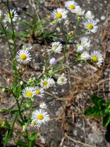 Ritzenbotanik: Feinstrahl oder Einjähriges Berufkraut (Erigeron annuus) in Hockenheim