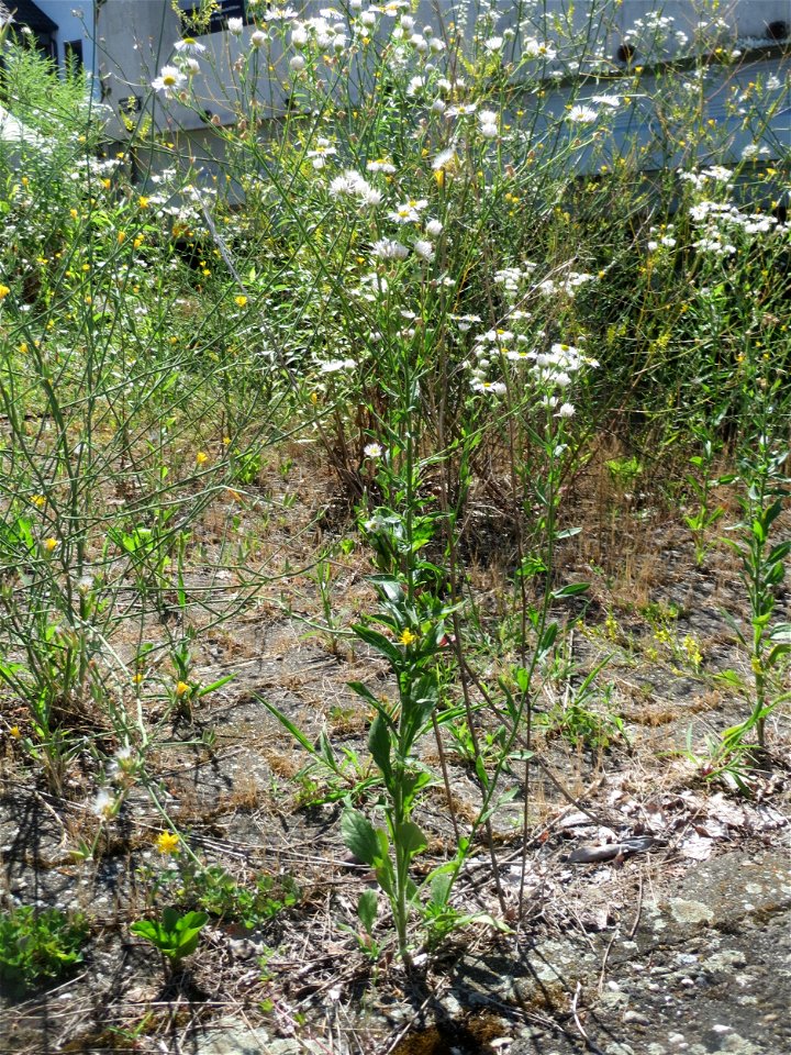 Ritzenbotanik: Feinstrahl oder Einjähriges Berufkraut (Erigeron annuus) in Hockenheim
