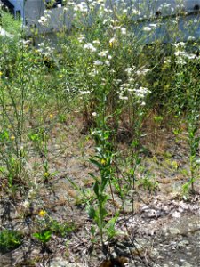 Ritzenbotanik: Feinstrahl oder Einjähriges Berufkraut (Erigeron annuus) in Hockenheim