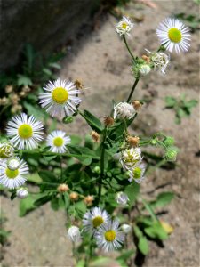 Ritzenbotanik: Feinstrahl oder Einjähriges Berufkraut (Erigeron annuus) am Bahnhof Hockenheim