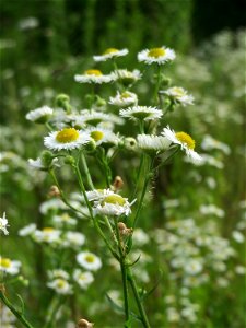 Feinstrahl oder Einjähriges Berufkraut (Erigeron annuus) im Naturschutzgebiet „Steinbachtal / Netzbachtal“