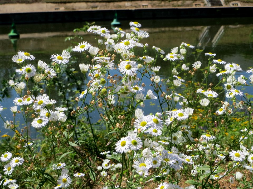 Feinstrahl oder Einjähriges Berufkraut (Erigeron annuus) an der Saaraue Güdingen