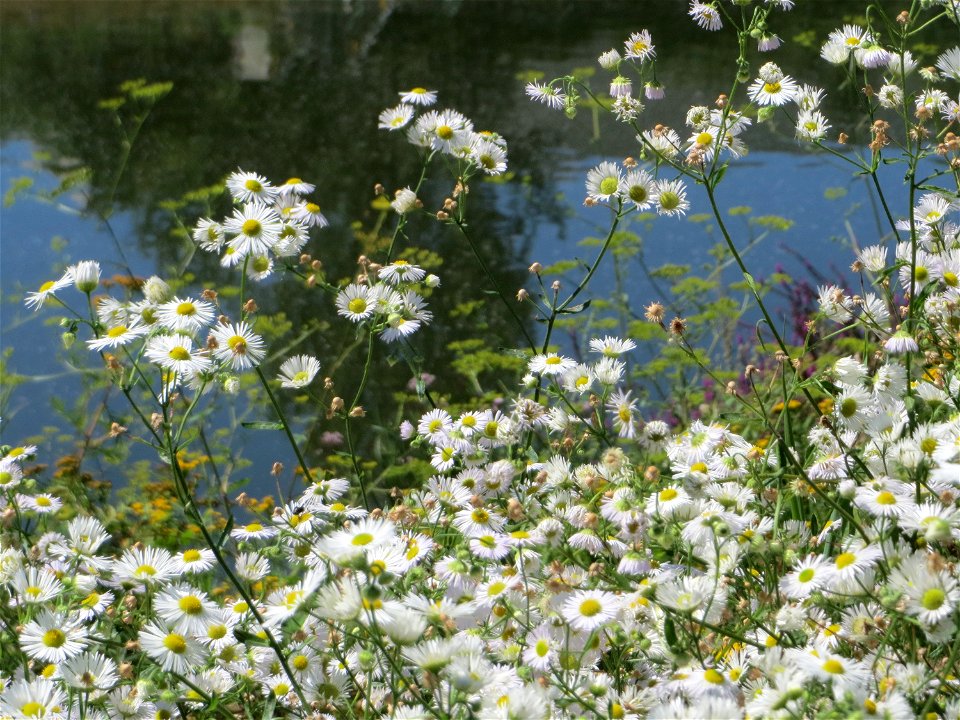 Feinstrahl oder Einjähriges Berufkraut (Erigeron annuus) an der Saaraue Güdingen