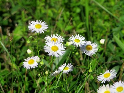 Feinstrahl oder Einjähriges Berufkraut (Erigeron annuus) auf einer Streuobstwiese in Hockenheim