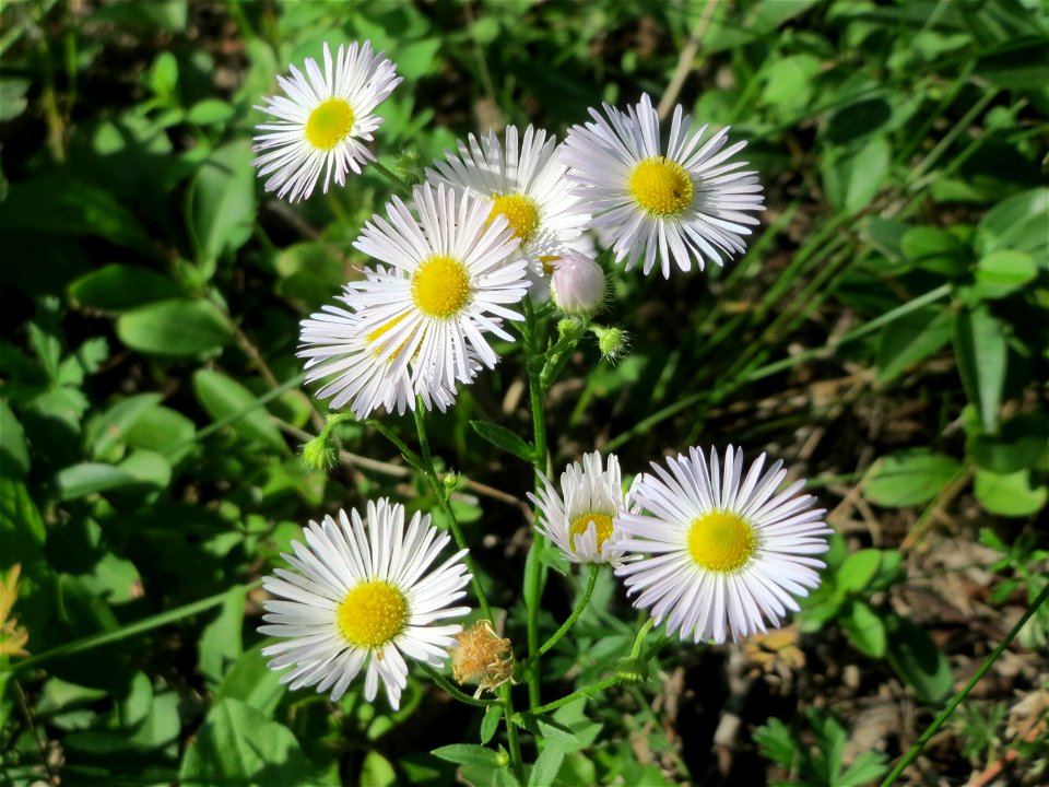 Feinstrahl oder Einjähriges Berufkraut (Erigeron annuus) auf einer Streuobstwiese in Hockenheim
