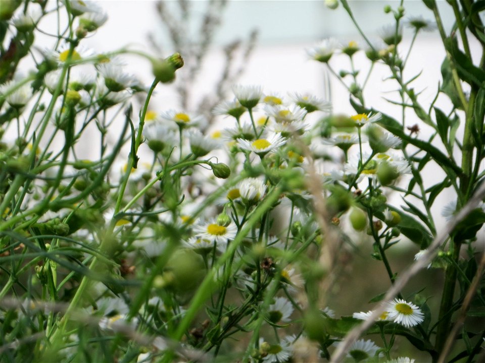 Feinstrahl oder Einjähriges Berufkraut (Erigeron annuus) auf einer Brachfläche am Messplatz in Hockenheim