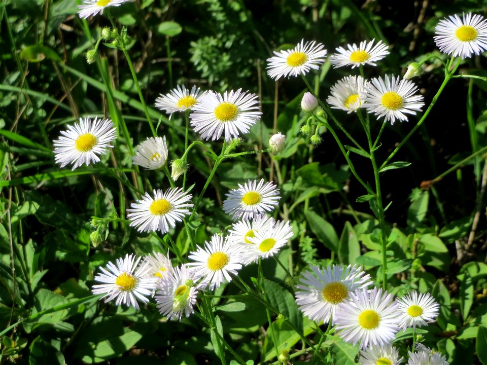 Feinstrahl oder Einjähriges Berufkraut (Erigeron annuus) auf einer Streuobstwiese in Hockenheim