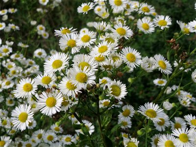 Feinstrahl oder Einjähriges Berufkraut (Erigeron annuus) auf einer Brachfläche am Messplatz in Hockenheim