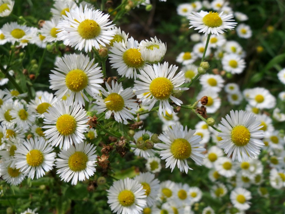 Feinstrahl oder Einjähriges Berufkraut (Erigeron annuus) auf einer Brachfläche am Messplatz in Hockenheim