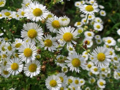 Feinstrahl oder Einjähriges Berufkraut (Erigeron annuus) auf einer Brachfläche am Messplatz in Hockenheim