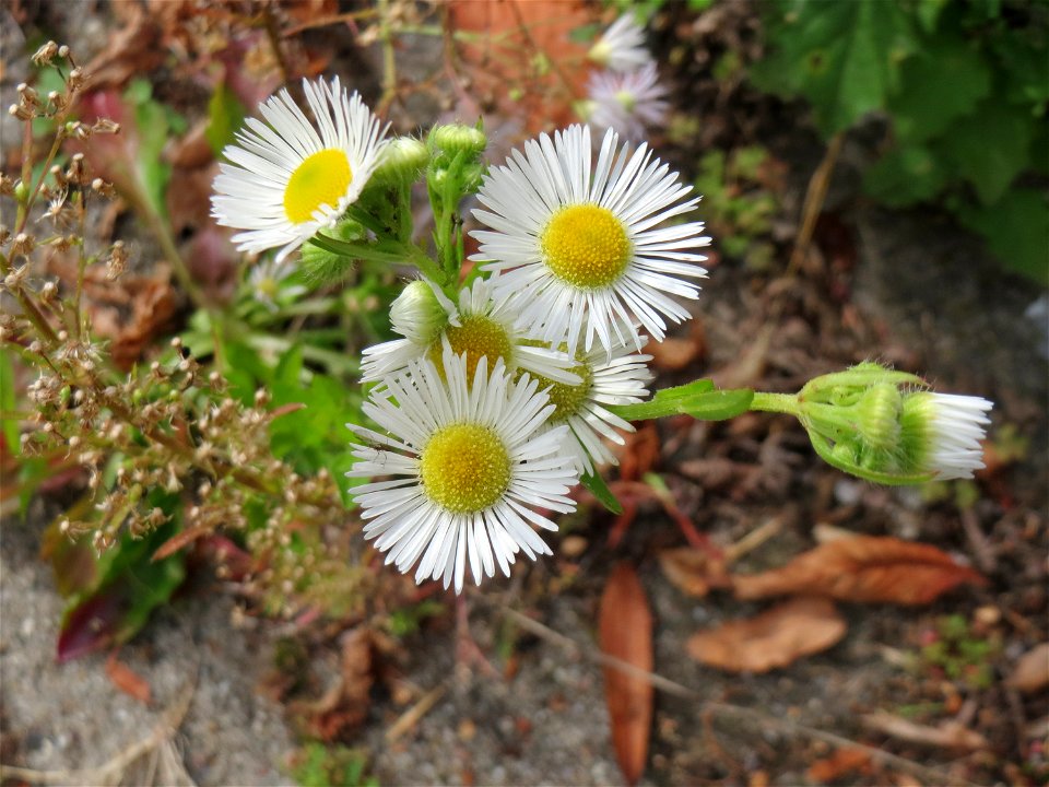 Feinstrahl oder Einjähriges Berufkraut (Erigeron annuus) in Schwetzingen - im 18.Jh. aus Nordamerika eingeschleppt