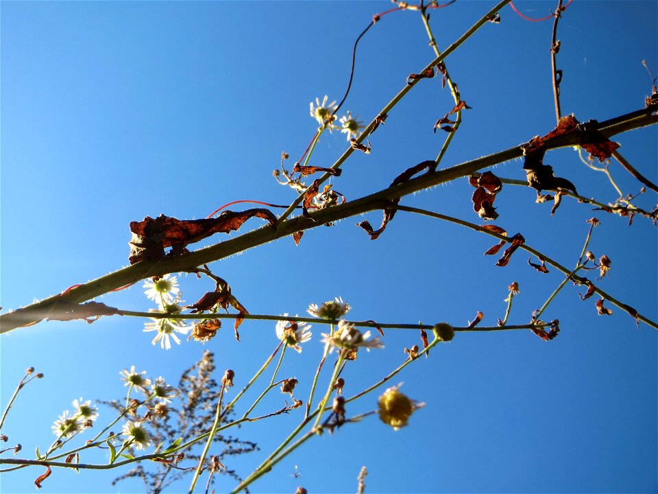 Feinstrahl oder Einjähriges Berufkraut (Erigeron annuus) - invasiv in der Schwetzinger Hardt - eingeschleppt aus Nordamerika