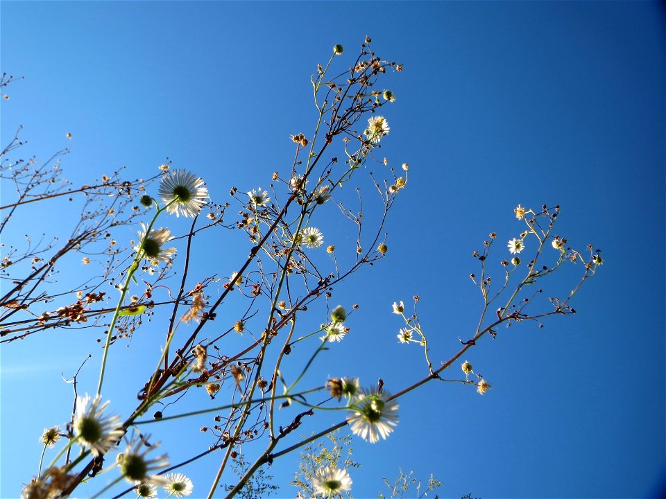 Feinstrahl oder Einjähriges Berufkraut (Erigeron annuus) - invasiv in der Schwetzinger Hardt - eingeschleppt aus Nordamerika