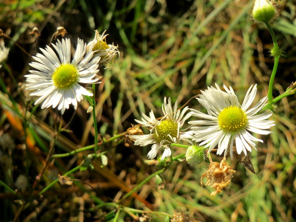 Feinstrahl oder Einjähriges Berufkraut (Erigeron annuus) - invasiv in der Schwetzinger Hardt - eingeschleppt aus Nordamerika