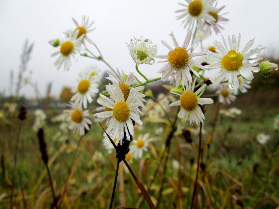 Feinstrahl oder Einjähriges Berufkraut (Erigeron annuus) in Hockenheim - eingeschleppt aus Nordamerika