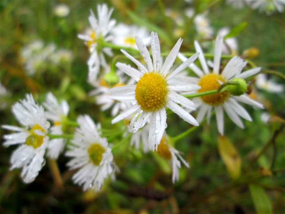 Einjähriges Berufkraut (Erigeron annuus) in Hockenheim - eingeschleppt aus Nordamerika