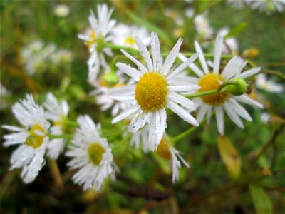 Einjähriges Berufkraut (Erigeron annuus) in Hockenheim - eingeschleppt aus Nordamerika