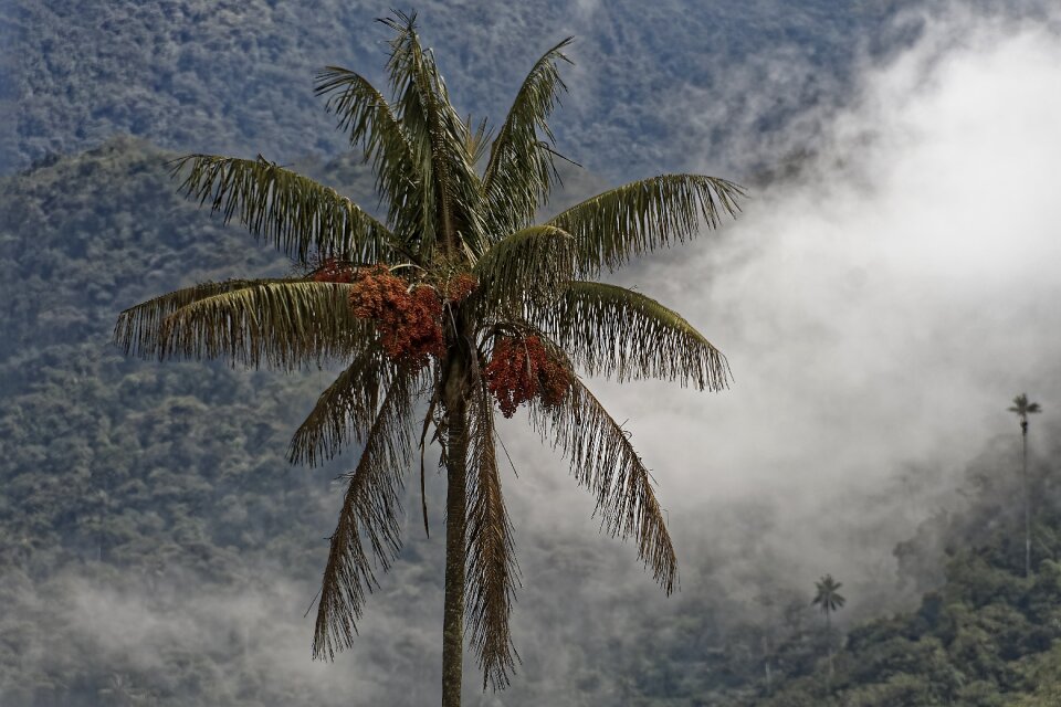 Plant tree tropical