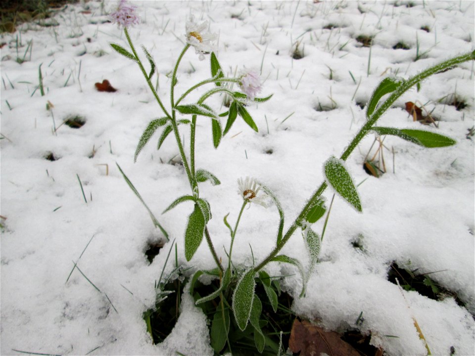 Vereister Feinstrahl oder Einjähriges Berufkraut (Erigeron annuus) am Stadtrand von Hockenheim nach dem Wintereinbruch am 1. Dezember 2017