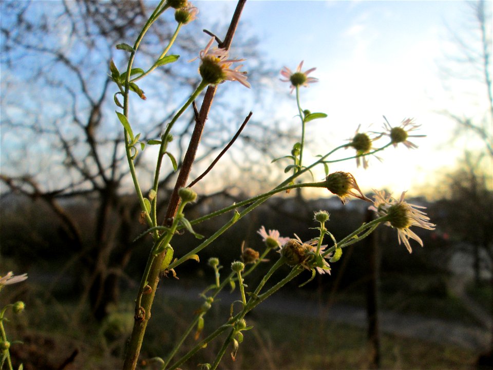 Feinstrahl oder Einjähriges Berufkraut (Erigeron annuus) an der Böschung der A61 in Hockenheim