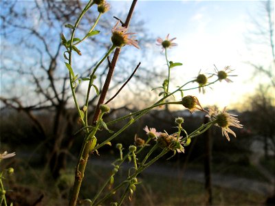 Feinstrahl oder Einjähriges Berufkraut (Erigeron annuus) an der Böschung der A61 in Hockenheim