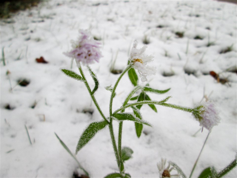 Vereister Feinstrahl oder Einjähriges Berufkraut (Erigeron annuus) am Stadtrand von Hockenheim nach dem Wintereinbruch am 1. Dezember 2017