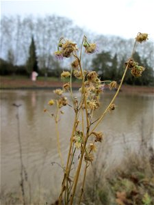 Mumienbotnik: Feinstrahl oder Einjähriges Berufkraut (Erigeron annuus) an der Saar in Saarbrücken - eingeschleppt aus Nordamerika