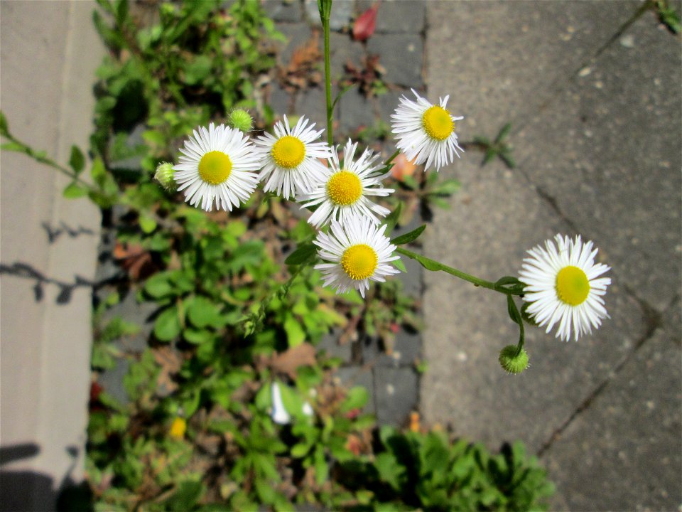 Einjähriges Berufkraut oder Feinstrahl (Erigeron annuus) in Saarbrücken