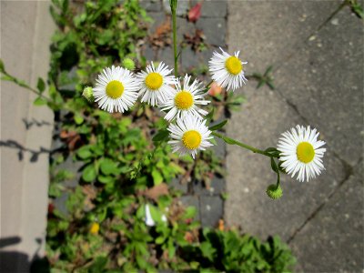 Einjähriges Berufkraut oder Feinstrahl (Erigeron annuus) in Saarbrücken
