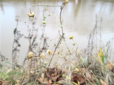 Mumienbotnik: Feinstrahl oder Einjähriges Berufkraut (Erigeron annuus) an der Saar in Saarbrücken - eingeschleppt aus Nordamerika photo