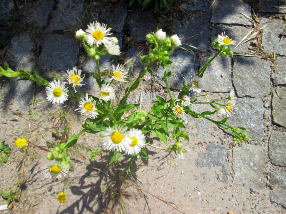Ritzenbotanik; Feinstrahl oder Einjähriges Berufkraut (Erigeron annuus) auf Kopfsteinpflaster am Neumarkt in Alt-Saarbrücken