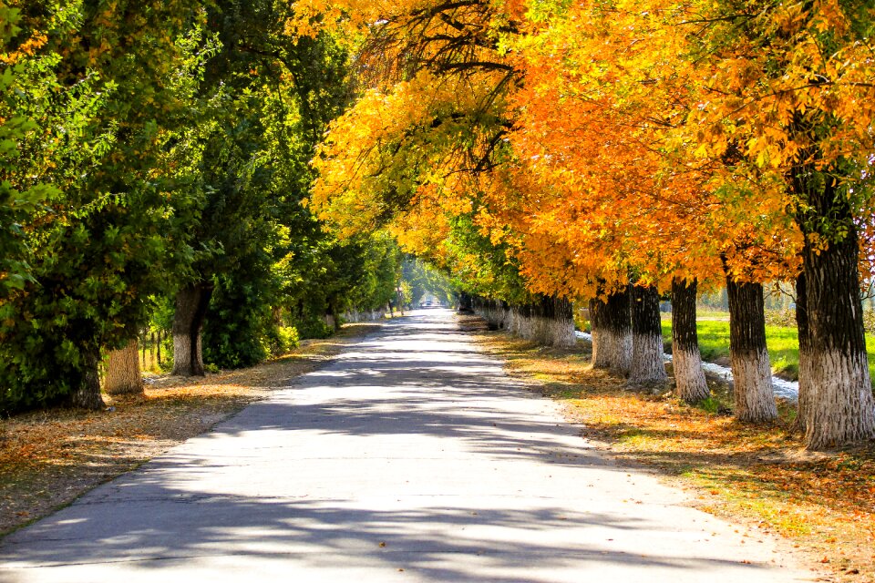 Fall colors autumn leaves listopad
