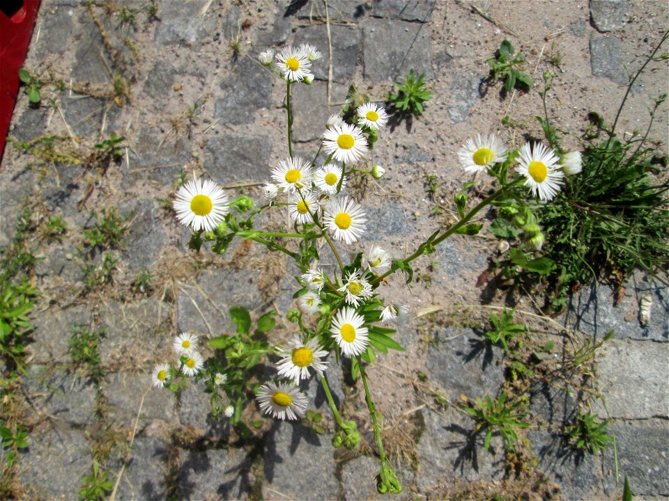 Ritzenbotanik: Feinstrahl oder Einjähriges Berufkraut (Erigeron annuus) auf Kopfsteinpflaster am Neumarkt in Alt-Saarbrücken