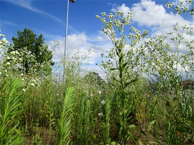 Feinstrahl oder Einjähriges Berufkraut (Erigeron annuus) auf einem Sandplatz in Hockenheim - eingeschleppt aus Nordamerika