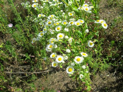 Feinstrahl oder Einjähriges Berufkraut (Erigeron annuus) auf einem Sandplatz in Hockenheim - eingeschleppt aus Nordamerika