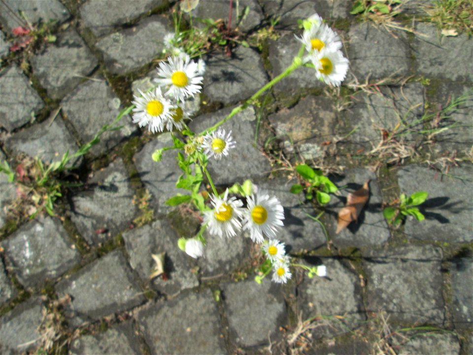 Feinstrahl oder Einjähriges Berufkraut (Erigeron annuus) auf Kopfsteinpflaster in Saarbrücken