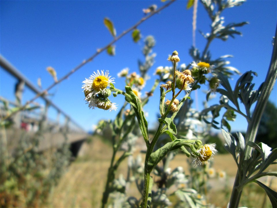 Feinstrahl oder Einjähriges Berufkraut (Erigeron annuus) an der Böschung der A61 im Landschaftsschutzgebiet „Hockenheimer Rheinbogen“ - bei der Hitze der letzten Tage leicht verkümmert