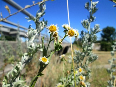 Feinstrahl oder Einjähriges Berufkraut (Erigeron annuus) an der Böschung der A61 im Landschaftsschutzgebiet „Hockenheimer Rheinbogen“ - bei der Hitze der letzten Tage leicht verkümmert