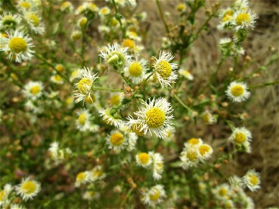 Feinstrahl oder Einjähriges Berufkraut (Erigeron annuus) auf einer Brachfläche am Messplatz in Hockenheim
