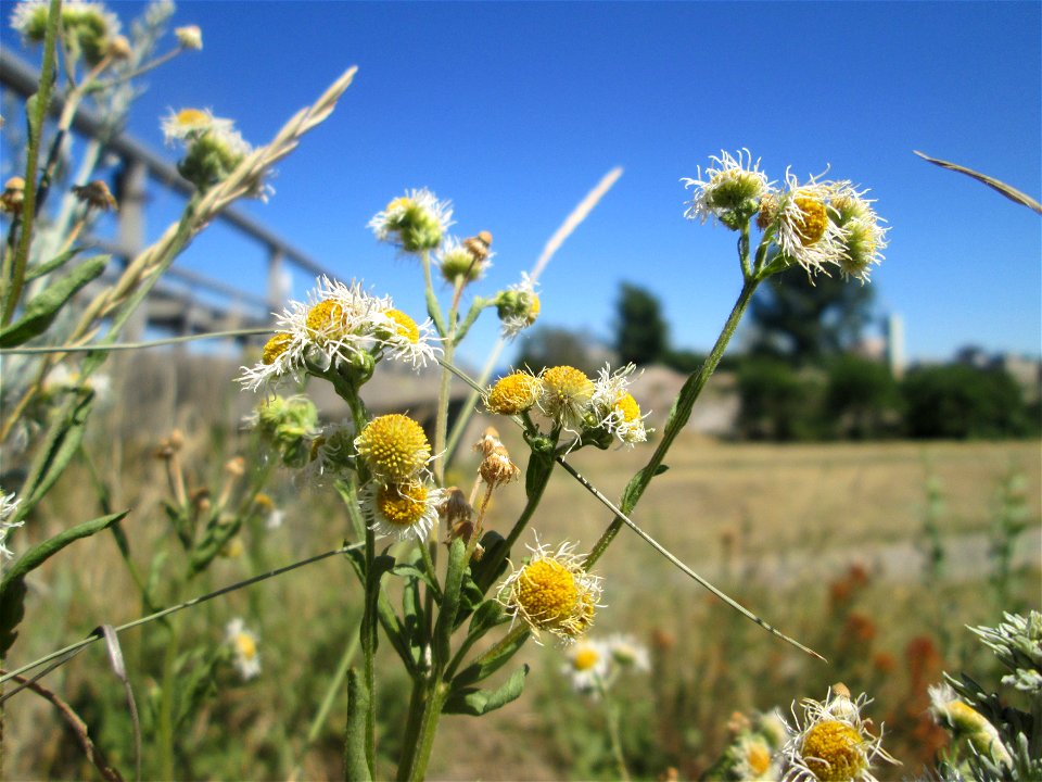 Feinstrahl oder Einjähriges Berufkraut (Erigeron annuus) an der Böschung der A61 im Landschaftsschutzgebiet „Hockenheimer Rheinbogen“ - bei der Hitze der letzten Tage leicht verkümmert