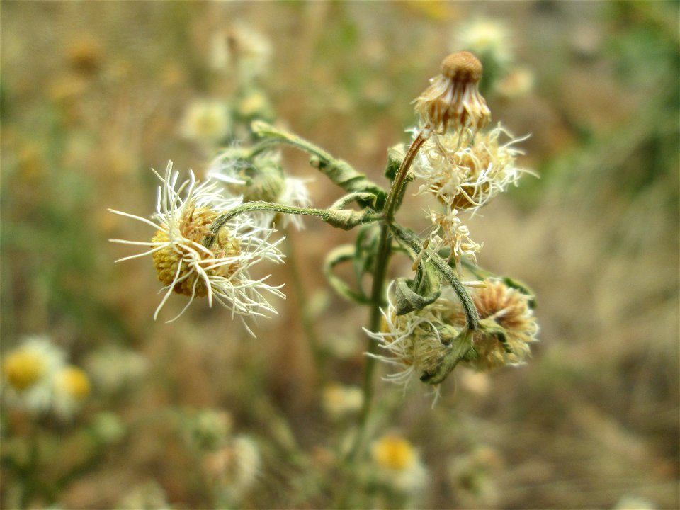 Feinstrahl oder Einjähriges Berufkraut (Erigeron annuus) auf einer Brachfläche am Messplatz in Hockenheim