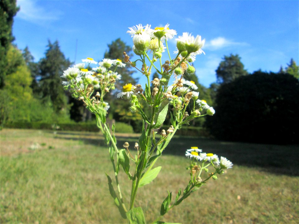 Feinstrahl oder Einjähriges Berufkraut (Erigeron annuus) am Hauptfriedhof Saarbrücken - eingeschleppt aus Nordamerika