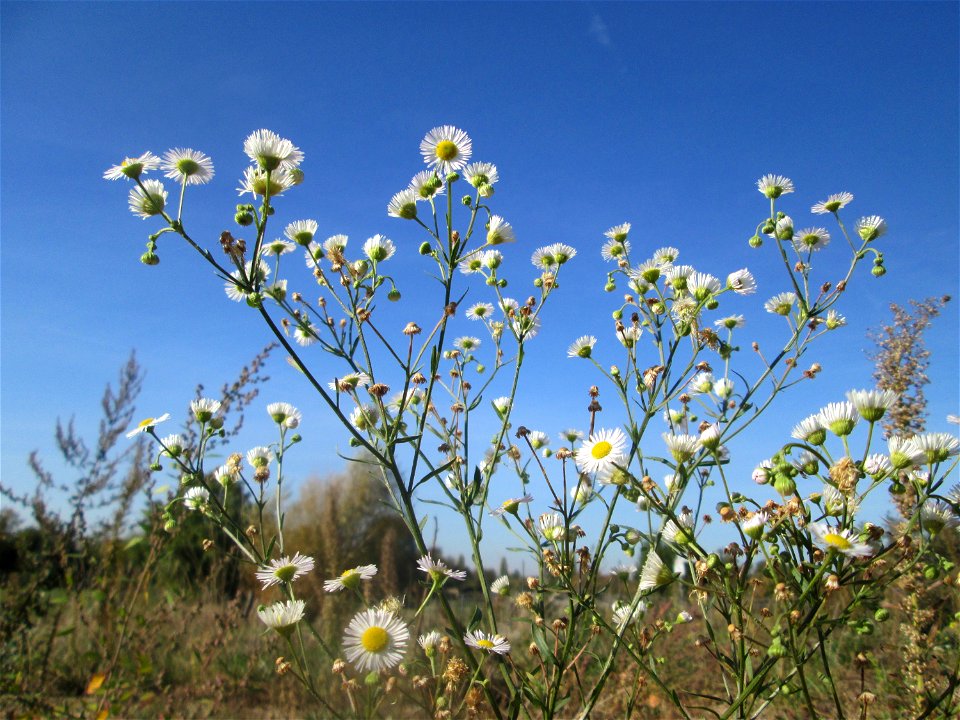 Einjähriges Berufkraut (Erigeron annuus) auf einem Sandplatz in Hockenheim