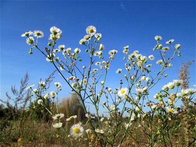Einjähriges Berufkraut (Erigeron annuus) auf einem Sandplatz in Hockenheim