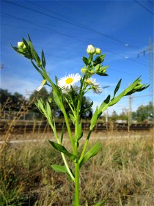 Feinstrahl oder Einjähriges Berufkraut (Erigeron annuus) am Bahnhof Landstuhl - eingeschleppt aus Nordamerika