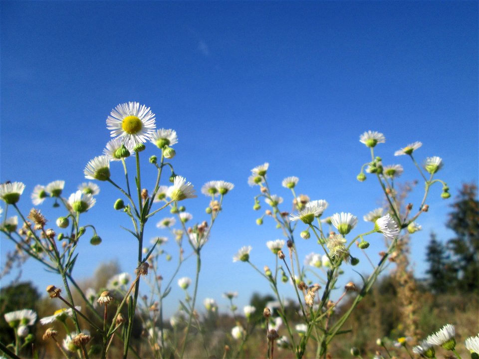 Einjähriges Berufkraut (Erigeron annuus) auf einem Sandplatz in Hockenheim - eingeschleppt aus Nordamerika