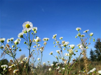 Einjähriges Berufkraut (Erigeron annuus) auf einem Sandplatz in Hockenheim - eingeschleppt aus Nordamerika photo